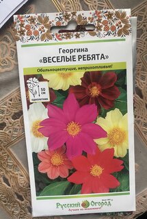 Семена Цветы, Георгина, Веселые ребята, 0.3 г, смесь, цветная упаковка, Русский огород - фото 3 от пользователя