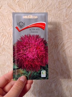 Семена Цветы, Астра, Анжелика, 0.3 г, игольчатая, цветная упаковка, Поиск - фото 8 от пользователя