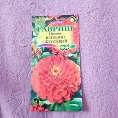 Семена Цветы, Цинния, Исполин лососевый, 0.3 г, цветная упаковка, Гавриш - фото 2 от пользователя