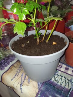 Горшок для цветов пластик, 1.2 л, 15 см, универсальный, с поддоном, серый, 221611935/03 - фото 8 от пользователя
