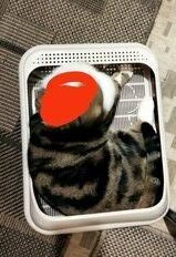 Туалет-лоток для кошек с сеткой, с бортиком, в ассортименте, Альтернатива, Верный друг, М6416 - фото 2 от пользователя