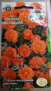 Семена Цветы, Портулак, Вспышка, махровый, оранжевый, цветная упаковка, Седек - фото 5 от пользователя