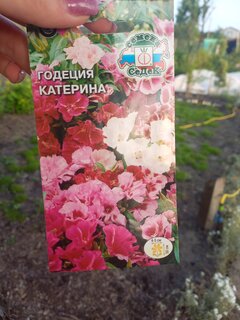 Семена Цветы, Годеция, Катерина, 0.15 г, цветная упаковка, Седек - фото 7 от пользователя