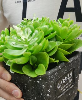 Цветок искусственный декоративный Композиция из суккулентов, в кашпо, 17 см, Y6-2061 - фото 2 от пользователя