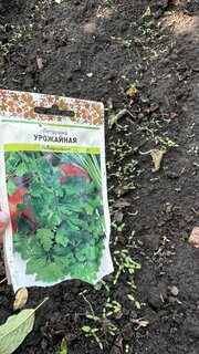 Семена Петрушка листовая, Урожайная, 2 г, цветная упаковка, Русский огород - фото 6 от пользователя
