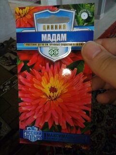Семена Цветы, Цинния, Мадам Бовари, 0.2 г, Русский богатырь, цветная упаковка, Гавриш - фото 3 от пользователя