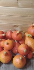 Семена Тыква крупноплодная, Россиянка, 1 г, цветная упаковка, Аэлита - фото 6 от пользователя