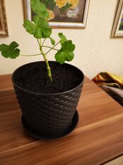 Горшок для цветов пластик, 3 л, 18х18х15.8 см, с поддоном, коричневый, Idea, Ротанг, М 3082 - фото 8 от пользователя