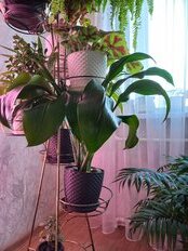 Горшок для цветов пластик, 3 л, 18х18х15.8 см, с поддоном, коричневый, Idea, Ротанг, М 3082 - фото 3 от пользователя