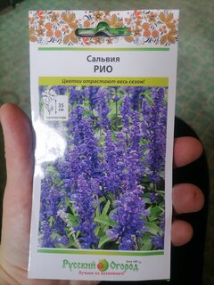 Семена Цветы, Сальвия, Рио, цветная упаковка, Русский огород - фото 1 от пользователя