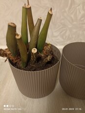 Кашпо пластик, 3.6 л, 18х17.5 см, французский серое, Idea, Вельвет - фото 9 от пользователя
