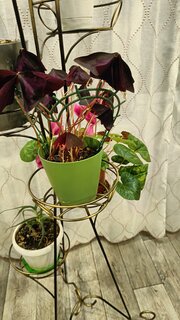 Решетка для растений, пластик, 28х29 см, в ассортименте, Подставка Сердечко - фото 7 от пользователя