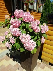 Горшок напольный для цветов пластик, 15 л, 27х52 см, со вставкой, венге, Альтернатива, Ротанг, М6828 - фото 4 от пользователя
