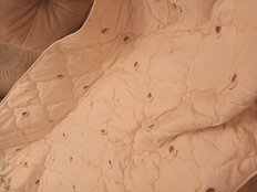 Одеяло 1.5-спальное, 140х205 см, Овечья шерсть, 300 г/м2, всесезонное, чехол хлопок, ИвШвейСтандарт, бежевое - фото 5 от пользователя
