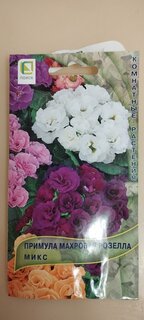 Семена Цветы, Примула, Махровая Розелла Микс, цветная упаковка, Поиск - фото 6 от пользователя