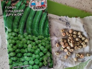 Семена Горох, Сладкий дружок, 8 г, цветная упаковка, Седек - фото 9 от пользователя