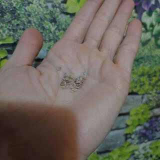 Семена Томат, Балконное Чудо, 0.1 г, цветная упаковка, Тимирязевский питомник - фото 7 от пользователя