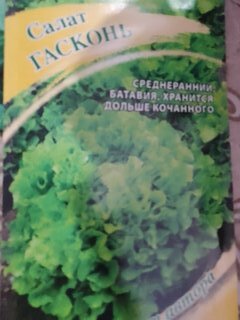 Семена Салат листовой, Гасконь, 0.5 г, Семена от автора, хрустящие, цветная упаковка, Гавриш - фото 6 от пользователя