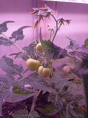 Семена Томат, Беби, 5 шт, Четыре лета, цветная упаковка, Поиск - фото 7 от пользователя