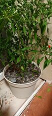 Горшок для цветов пластик, 10.7 л, 31 см, универсальный, с поддоном, светло-бежевый, 221612225/01 - фото 9 от пользователя