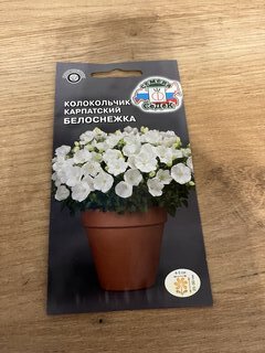 Семена Цветы, Колокольчик, Белоснежка карпатский, 0.1 г, цветная упаковка, Седек - фото 6 от пользователя