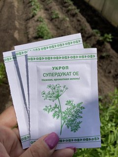 Семена Укроп, Супердукат ОЕ, 1 г, белая упаковка, Русский огород - фото 7 от пользователя