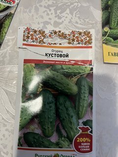 Семена Огурец, Кустовой, 1 г, 200% NEW, цветная упаковка, Русский огород - фото 1 от пользователя