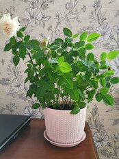 Горшок для цветов пластик, 1.9 л, 15.5х12 см, чайная роза, Idea, Вязание, М 3120 - фото 8 от пользователя