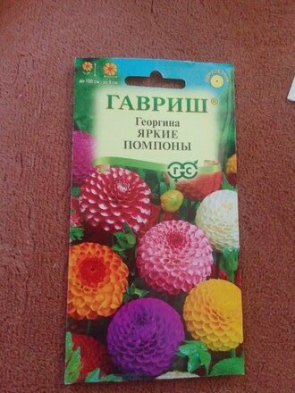 Семена Цветы, Георгина, Яркие помпоны, 0.2 г, Цветочная коллекция, цветная упаковка, Гавриш - фото 5 от пользователя
