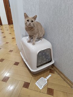 Туалет-лоток для кошек с бортиком, закрытый, бежевый, Альтернатива, М8261 - фото 1 от пользователя