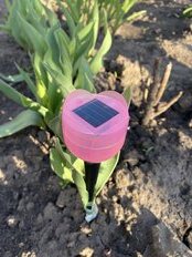 Фонарь садовый Uniel, Purple Tulip USL-C-453/PT305, на солнечной батарее, грунтовый, пластик, 5.5х30.5 см, белый свет - фото 3 от пользователя