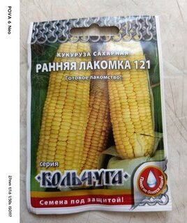 Семена Кукуруза, Сахарная Ранняя лакомка 121, 5 г, Кольчуга, цветная упаковка, Русский огород - фото 9 от пользователя
