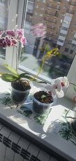 Салфетка для стола пластик, 41х26 см, прямоугольная, Джунгли - фото 5 от пользователя