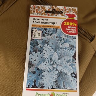 Семена Цветы, Цинерария, Алмазная пудра, 0.2 г, 200%, цветная упаковка, Русский огород - фото 2 от пользователя
