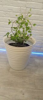 Горшок для цветов пластик, 50 л, 46х45 см, белый, Idea, Дюна, М 3403 - фото 8 от пользователя