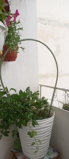 Дуга для парника 1.1х2.5х1 м, ПВХ, в ассортименте - фото 1 от пользователя