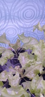 Семена Салат полукочанный, Кучерявец Одесский, 0.5 г, поздние, цветная упаковка, Тимирязевский питомник - фото 1 от пользователя