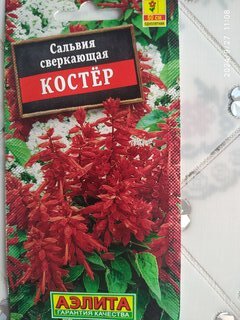 Семена Цветы, Сальвия, Костер, 0.1 г, цветная упаковка, Аэлита - фото 1 от пользователя