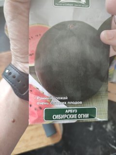 Семена Арбуз, Сибирские огни, Сибирская, цветная упаковка, Поиск - фото 7 от пользователя