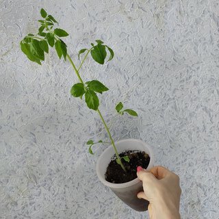 Семена Томат, Балконное Чудо, 0.1 г, цветная упаковка, Тимирязевский питомник - фото 4 от пользователя