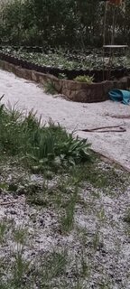 Забор декоративный пластмасса, Мастер сад, Плетенка, 19.5х240 см, коричневый - фото 7 от пользователя