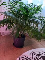 Горшок для цветов пластик, 3 л, 18х18х15.8 см, с поддоном, коричневый, Idea, Ротанг, М 3082 - фото 4 от пользователя