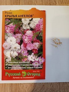 Семена Цветы, Роза, Крылья Ангелов, цветная упаковка, Русский огород - фото 3 от пользователя