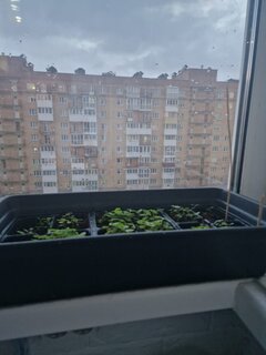 Ящик для рассады 500х200х100 мм, Урожай-3М, черный - фото 9 от пользователя
