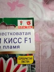 Семена Цветы, Гацания, Фрости кисс F1 белое пламя, 4 шт, цветная упаковка, Аэлита - фото 6 от пользователя