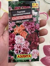 Семена Цветы, Годеция, Азалиецветковая махровая, 0.05 г, смесь сортов, цветная упаковка, Аэлита - фото 4 от пользователя