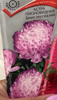 Семена Цветы, Астра, Дюшес роуз энд вайт, 0.3 г, пионовидная, цветная упаковка, Поиск - фото 7 от пользователя