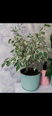 Горшок для цветов пластик, 2.8 л, 18х14 см, фисташковый, Idea, Вязание, М 3121 - фото 9 от пользователя