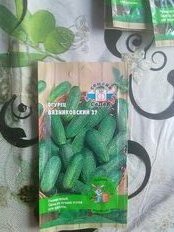 Семена Огурец, Вязниковский, 0.5 г, Даешь урожай, 37 о/г, цветная упаковка, Седек - фото 8 от пользователя