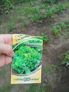 Семена Салат листовой, Гасконь, 0.5 г, Семена от автора, хрустящие, цветная упаковка, Гавриш - фото 7 от пользователя